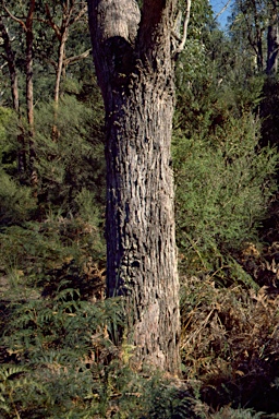 APII jpeg image of Eucalyptus viminalis subsp. cygnetensis  © contact APII
