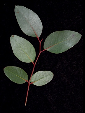 APII jpeg image of Eucalyptus baxteri  © contact APII