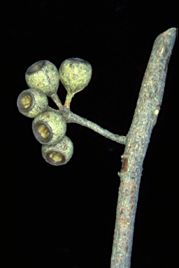 APII jpeg image of Eucalyptus radiata subsp. robertsonii  © contact APII