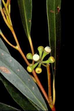 APII jpeg image of Eucalyptus sieberi  © contact APII