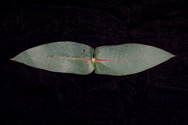 APII jpeg image of Eucalyptus nitens  © contact APII