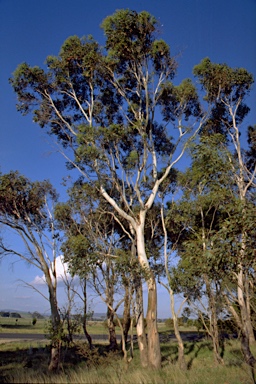 APII jpeg image of Eucalyptus ovata var. ovata  © contact APII