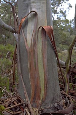 APII jpeg image of Eucalyptus pauciflora subsp. acerina  © contact APII