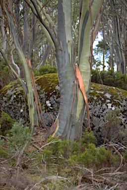 APII jpeg image of Eucalyptus pauciflora subsp. acerina  © contact APII