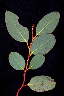 APII jpeg image of Eucalyptus pauciflora subsp. acerina  © contact APII