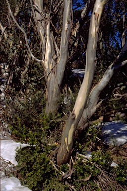 APII jpeg image of Eucalyptus pauciflora subsp. hedraia  © contact APII