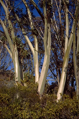 APII jpeg image of Eucalyptus pauciflora subsp. pauciflora  © contact APII