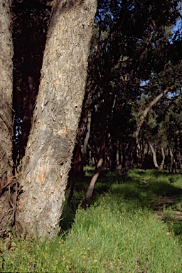 APII jpeg image of Eucalyptus polyanthemos subsp. vestita  © contact APII