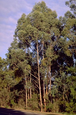 APII jpeg image of Eucalyptus strzeleckii  © contact APII