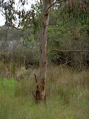 APII jpeg image of Eucalyptus strzeleckii  © contact APII