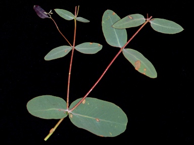 APII jpeg image of Eucalyptus chapmaniana  © contact APII
