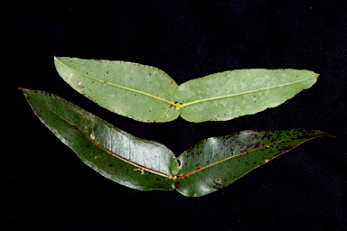 APII jpeg image of Eucalyptus cypellocarpa  © contact APII