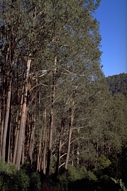 APII jpeg image of Eucalyptus delegatensis subsp. delegatensis  © contact APII