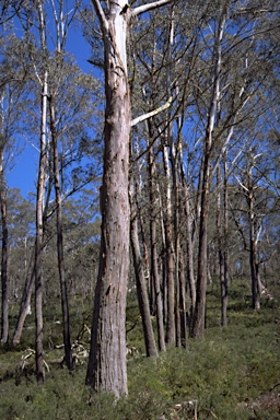 APII jpeg image of Eucalyptus delegatensis subsp. delegatensis  © contact APII