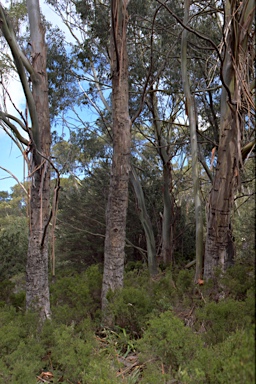 APII jpeg image of Eucalyptus glaucescens  © contact APII