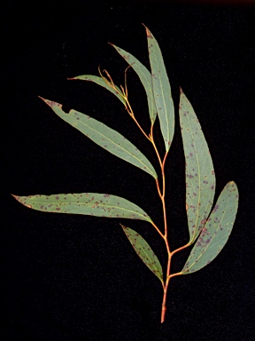 APII jpeg image of Eucalyptus mitchelliana  © contact APII
