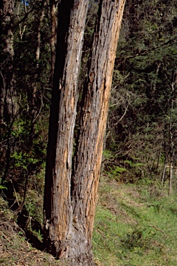APII jpeg image of Eucalyptus alligatrix subsp. alligatrix  © contact APII