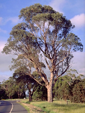 APII jpeg image of Eucalyptus angophoroides  © contact APII