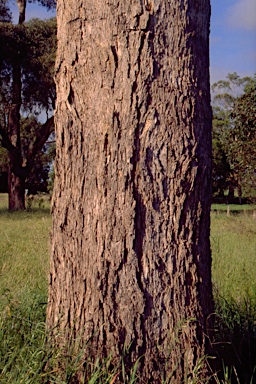 APII jpeg image of Eucalyptus angophoroides  © contact APII