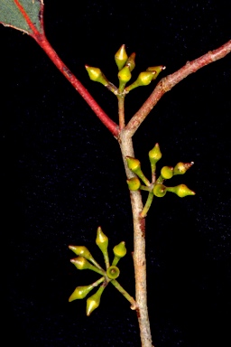 APII jpeg image of Eucalyptus camphora subsp. humeana  © contact APII