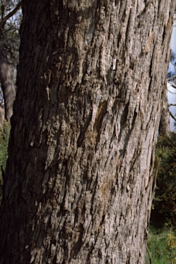 APII jpeg image of Eucalyptus yarraensis  © contact APII