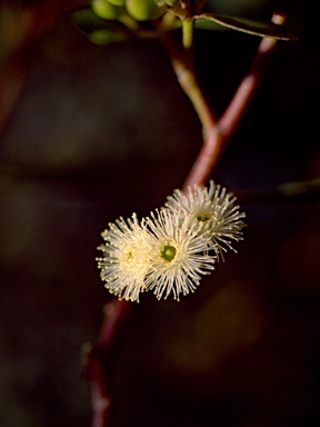 APII jpeg image of Eucalyptus porosa  © contact APII