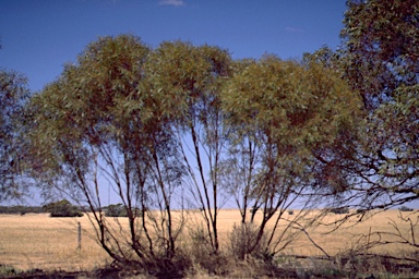 APII jpeg image of Eucalyptus leptophylla  © contact APII