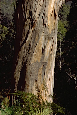 APII jpeg image of Eucalyptus globulus subsp. bicostata  © contact APII