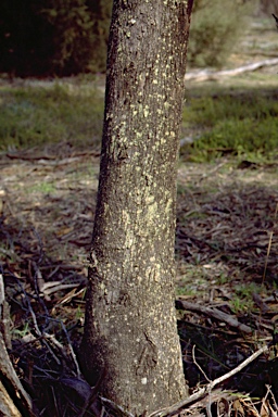 APII jpeg image of Eucalyptus wimmerensis  © contact APII