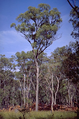APII jpeg image of Eucalyptus mckieana  © contact APII