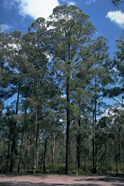 APII jpeg image of Eucalyptus siderophloia  © contact APII