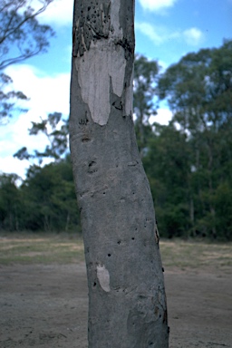 APII jpeg image of Eucalyptus parramattensis subsp. parramattensis  © contact APII