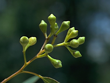 APII jpeg image of Eucalyptus paniculata  © contact APII