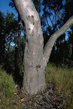 APII jpeg image of Eucalyptus parramattensis subsp. decadens  © contact APII