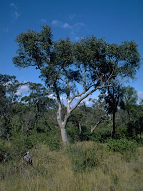 APII jpeg image of Eucalyptus parramattensis subsp. decadens  © contact APII