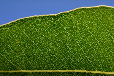 APII jpeg image of Eucalyptus microcorys  © contact APII