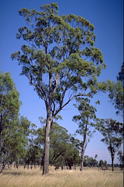 APII jpeg image of Eucalyptus microcarpa  © contact APII