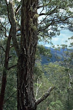 APII jpeg image of Eucalyptus placita  © contact APII