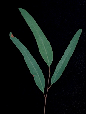 APII jpeg image of Eucalyptus x beyeri  © contact APII