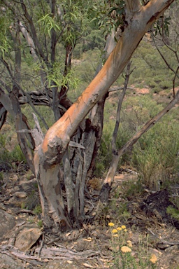 APII jpeg image of Eucalyptus nandewarica  © contact APII