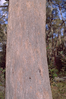 APII jpeg image of Eucalyptus radiata subsp. sejuncta  © contact APII