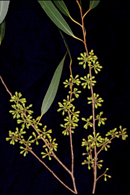 APII jpeg image of Eucalyptus radiata subsp. sejuncta  © contact APII