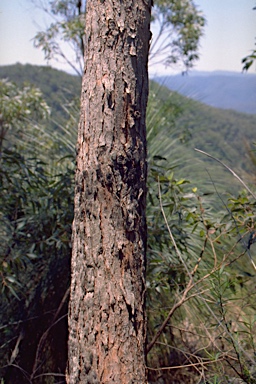 APII jpeg image of Eucalyptus notabilis  © contact APII