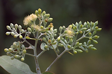 APII jpeg image of Eucalyptus melanophloia subsp. melanophloia  © contact APII