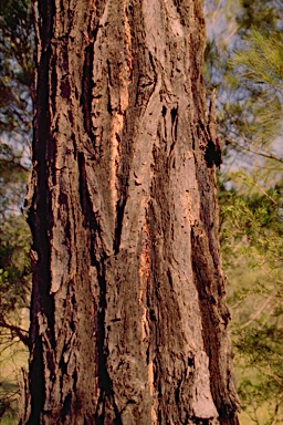 APII jpeg image of Eucalyptus tetrapleura  © contact APII