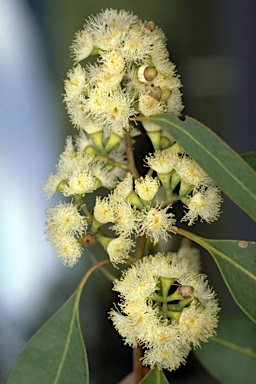 APII jpeg image of Eucalyptus taurina  © contact APII