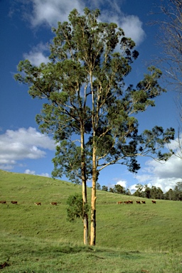 APII jpeg image of Eucalyptus propinqua  © contact APII