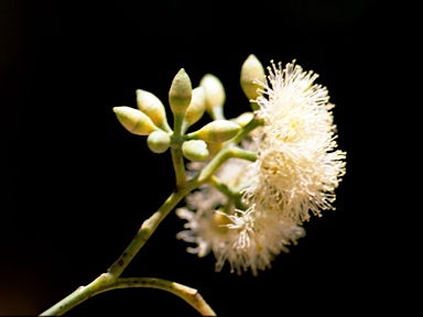 APII jpeg image of Eucalyptus rummeryi  © contact APII