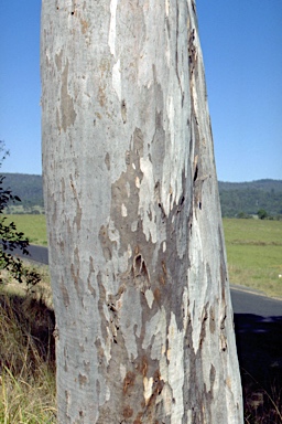 APII jpeg image of Eucalyptus seeana  © contact APII