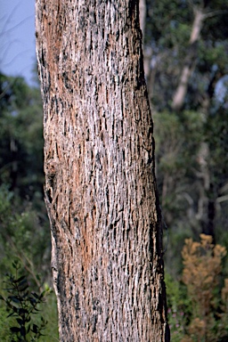 APII jpeg image of Eucalyptus olida subsp. sejuncta  © contact APII